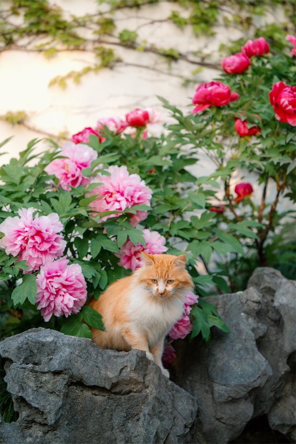 联美配资 小猫勇敢救主人！